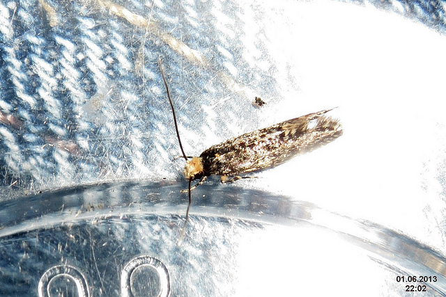 繊維の敵は衣類害虫